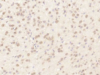 MAGOH/Mago nashi homolog 2 Polyclonal Antibody