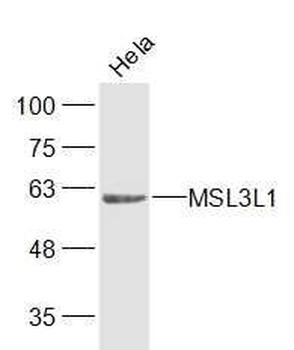 MSL3L1 Polyclonal Antibody
