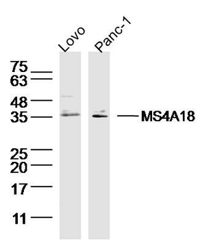 MS4A18 Polyclonal Antibody