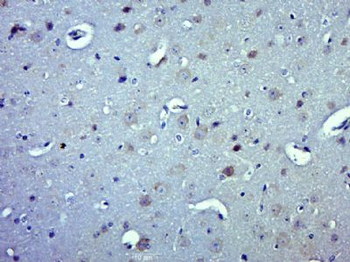 MRPL47 Polyclonal Antibody