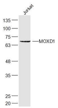 MOXD1 Polyclonal Antibody