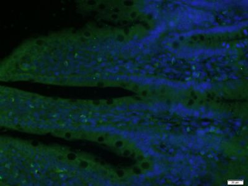 TET3 Polyclonal Antibody