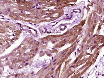 HRC Polyclonal Antibody
