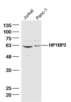 HP1BP3 Polyclonal Antibody