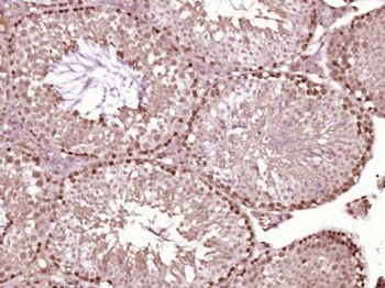 Homez Polyclonal Antibody