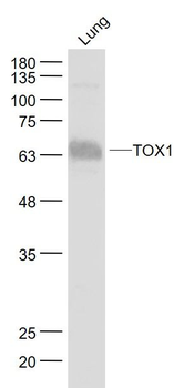 TOX1 Polyclonal Antibody