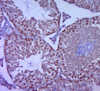 TRIML2 Polyclonal Antibody