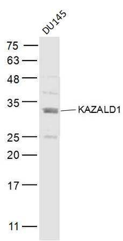 KAZALD1 Polyclonal Antibody