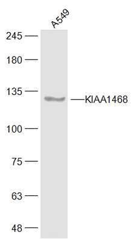 KIAA1468 Polyclonal Antibody
