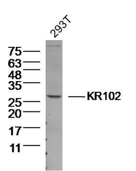 KR102 Polyclonal Antibody
