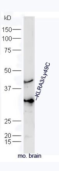 KLRA3/Ly49C Polyclonal Antibody