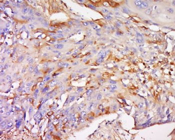 TRIM16L Polyclonal Antibody
