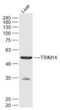 TRIM14 Polyclonal Antibody