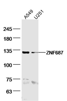 ZNF687 Polyclonal Antibody