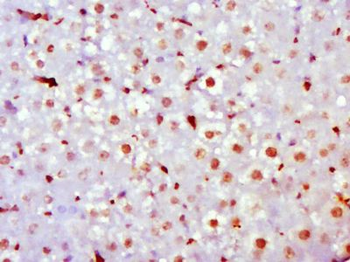 GRHL1 Polyclonal Antibody