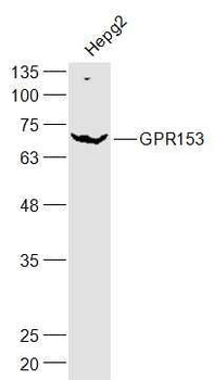 GPR153 Polyclonal Antibody