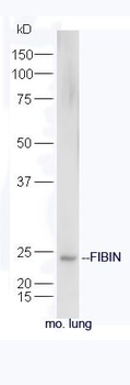 FIBIN Polyclonal Antibody