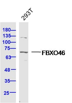 FBXO46 Polyclonal Antibody