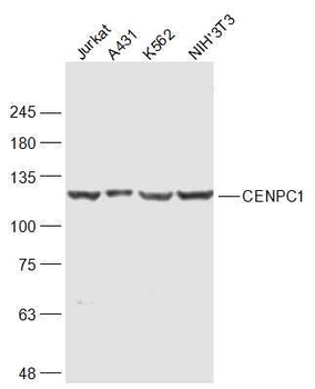 CENPC1 Polyclonal Antibody