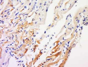 IDN3 Polyclonal Antibody
