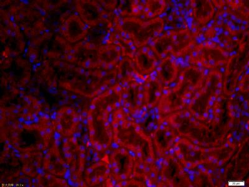GPR177 Polyclonal Antibody