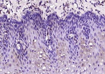 C9orf169 Polyclonal Antibody