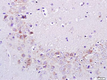 C7orf16 Polyclonal Antibody