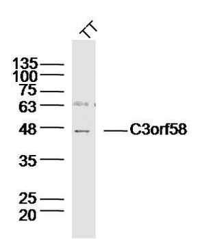 C3orf58 Polyclonal Antibody