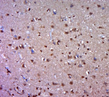 C3orf25 Polyclonal Antibody