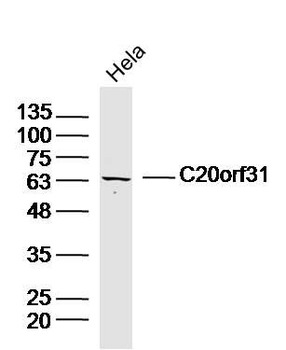 C20orf31 Polyclonal Antibody