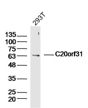 C20orf31 Polyclonal Antibody