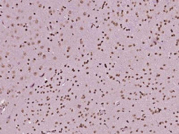 C1orf53 Polyclonal Antibody