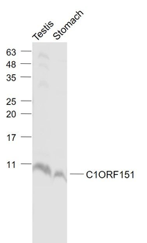 C1ORF151 Polyclonal Antibody