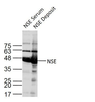 Motilin Polyclonal Antibody