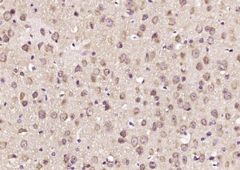 Syntaxin 12 Polyclonal Antibody