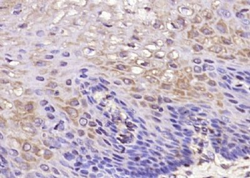 DEFB134 Polyclonal Antibody