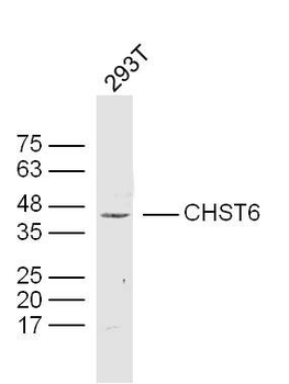 CHST6 Polyclonal Antibody
