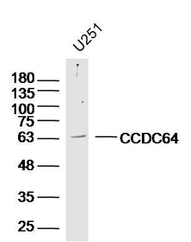 CCDC64 Polyclonal Antibody