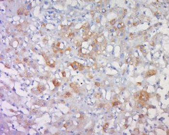 Claudin 23 Polyclonal Antibody