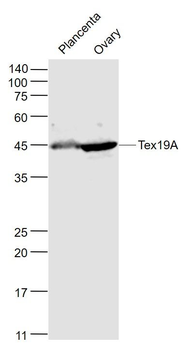 Tex19A Polyclonal Antibody