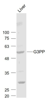 G3PP Polyclonal Antibody