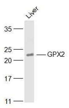 GPX2 Polyclonal Antibody