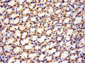 GLT28D1 Polyclonal Antibody