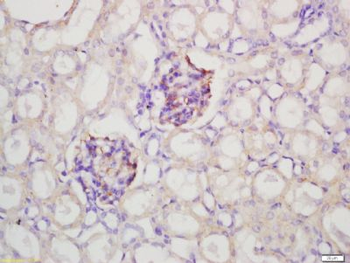 GLEPP1 Polyclonal Antibody