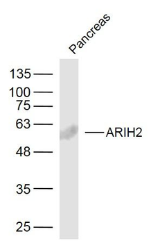 ARIH2 Polyclonal Antibody