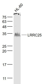 LRRC25 Polyclonal Antibody