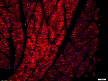 Protein BOC Polyclonal Antibody