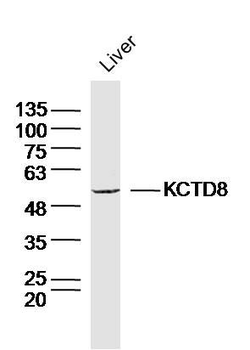 KCTD8 Polyclonal Antibody