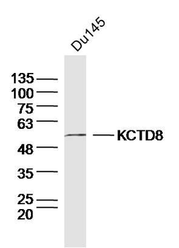 KCTD8 Polyclonal Antibody