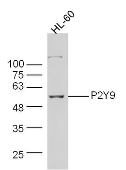 P2Y9 Polyclonal Antibody
